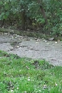 Good-looking girl pissing on a public path while outside