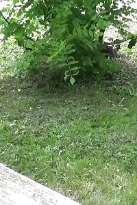 Outdoor pissing for brunette queen in shorts