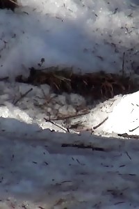 Magnificent black-haired lifts up her miniskirt to piss in the snow
