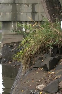 Brunette bitch pisses next to a flowing river