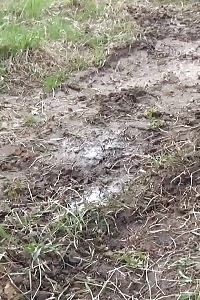 Nice-looking princess pisses behind a parked vehicle on the grass
