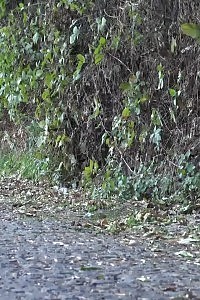 Appealing girl sprays her long flow of pee