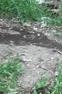 Mind-blowing brunette angel pees on the soil