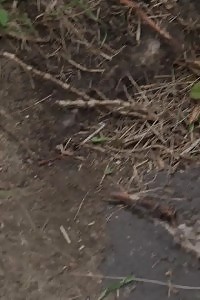 Black-haired pisses outside on some steps