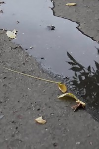 Outstanding brunette leaves a wet cunt after pissing