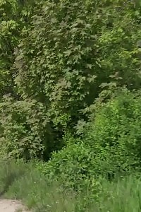 Delightful blonde standing to pee outdoor in public