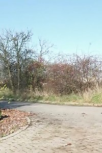 Sun glistens on a dazzling blonde as she pissing