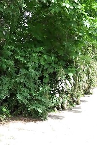 Astonishing brunette cant stop pissing on a bench
