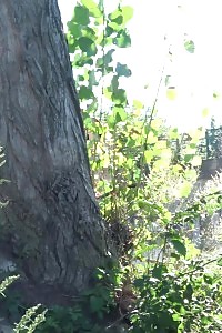 Smoking bitch takes off her shorts to pee public
