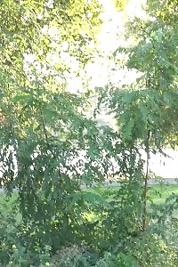 Hot brunette bitch pisses while outside